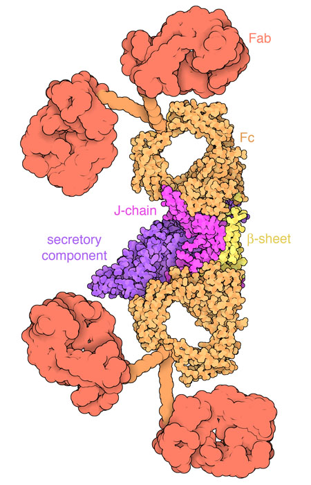 Secretory IgA is shown with antigen-binding domains (Fab) in red, constant domains (Fc) in orange and yellow, J-chain in magenta, and secretory component in purple. The illustration includes two structures: an atomic structure of the core (6ue7) and a low-resolution structure for the Fab domains (3chn).