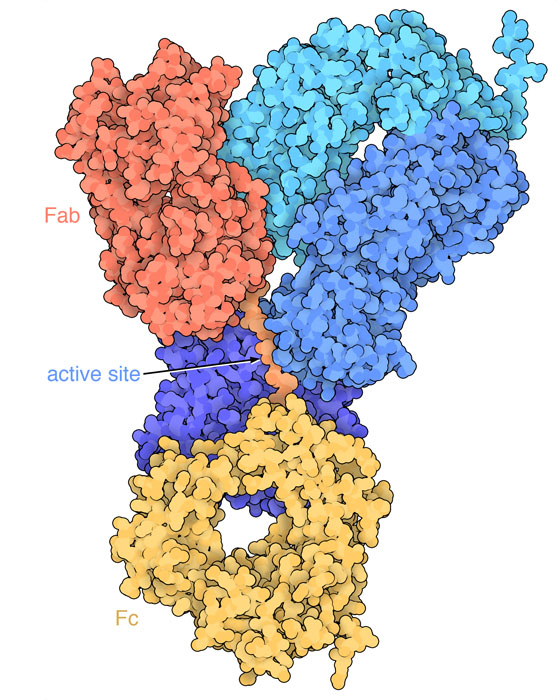 Complex of the bacterial protease (sIgA1P, with domains colored shades of blue) with a portion of a secretory IgA. Notice how the linker between the Fab and Fc regions of the antibody is stretched out and available for cleavage. 