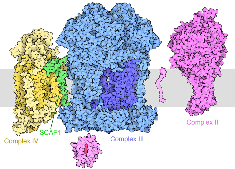 Complex III and complex IV held together with SCAF1 (green), and complex II (magenta).