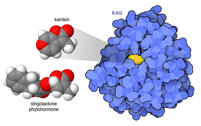 Karrikins are chemically similar to part of strigolactone phytohormones, as shown on the left, and bind to KAI2, as shown on the right.