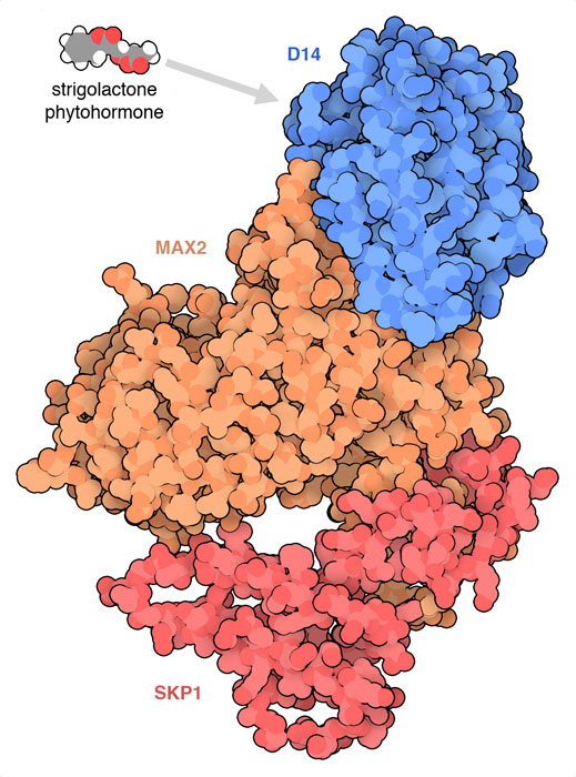 Complex of activated D14 with a MAX2 protein and a SKP1 protein. Note that in different organisms, these proteins have different names, so in this PDB entry, the MAX2-type protein is called D3 and the SKP1-type protein is called SKP1A or ASK1.