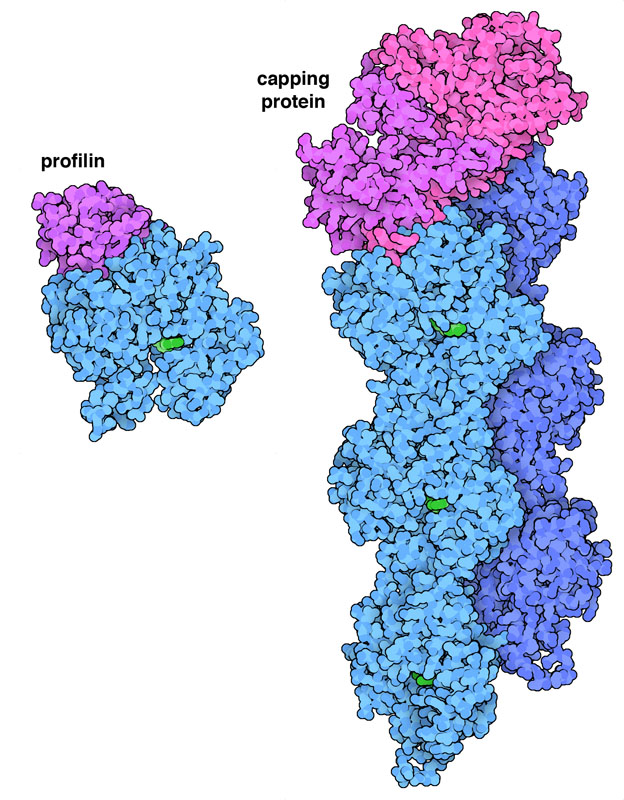 Profilin and capping protein (magenta) help control the growth of actin filaments (blue).