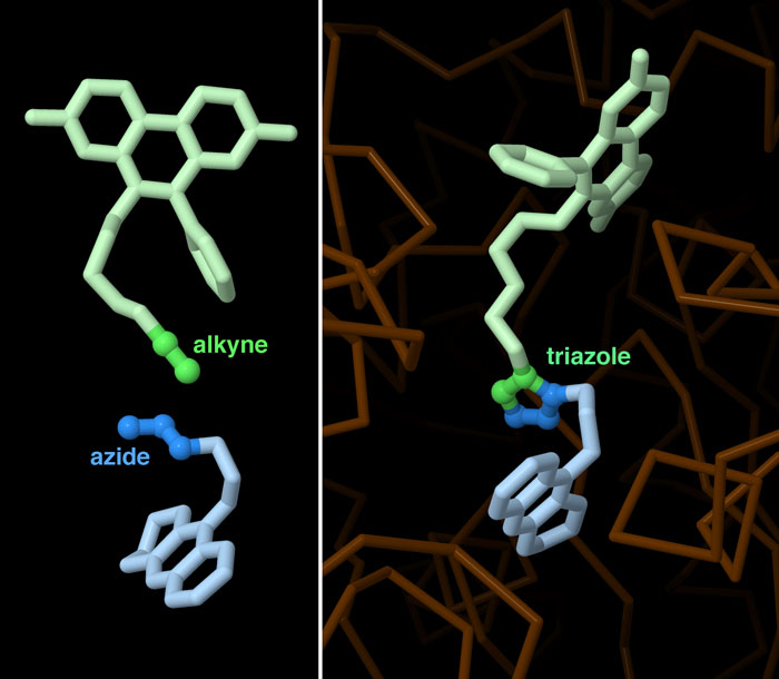 The two precursor molecules at left bind to neighboring subsites in the enzyme acetylcholinesterase. This places them in the proper orientation to click together into a powerful inhibitor, as seen at right.