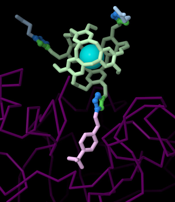 A biosensor created by clicking together a cryptophane molecule that traps xenon (in green) to a molecule that binds specifically to the enzyme carbonic anhydrase II (magenta). Two additional substituents are also added to the cryptophane by click chemistry near the top.