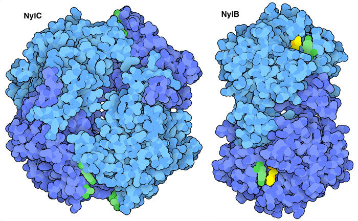 Two enzymes that degrade nylon plastics, with engineered amino acids in green.