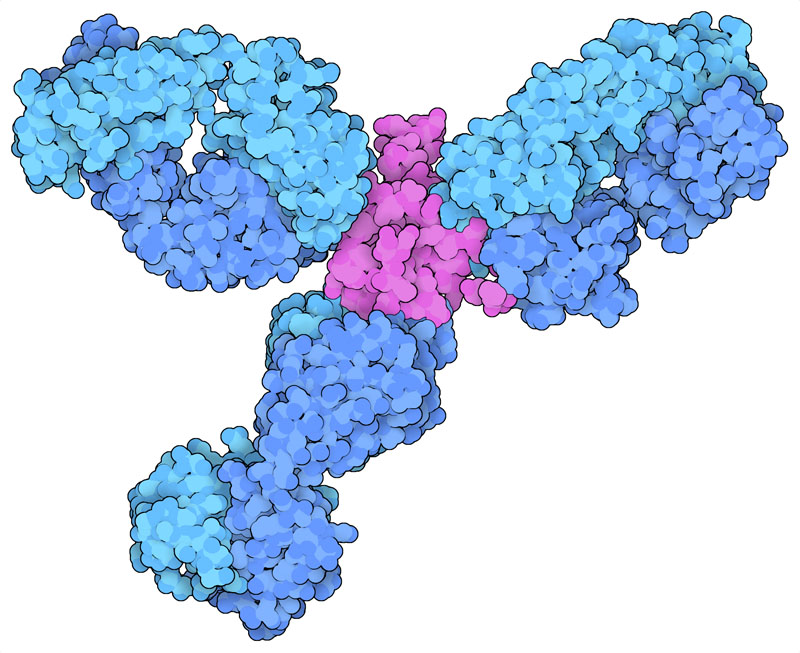 Three structures of antibodies (blue) bound to different faces of SARS-CoV-2 nucleocapsid (magenta).