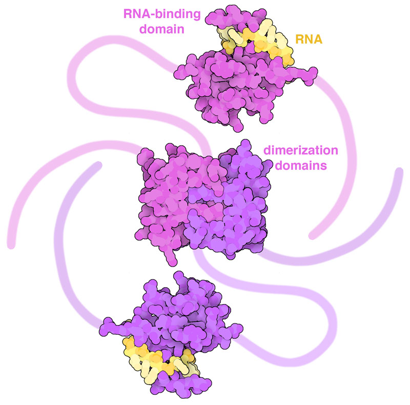 A dimer of SARS-CoV-2 nucleocapsid. Structurally-ordered domains are depicted from the atomic structures and disordered regions are shown schematically. Nucleocapsid is in magenta and purple, and short RNA strands are in yellow.