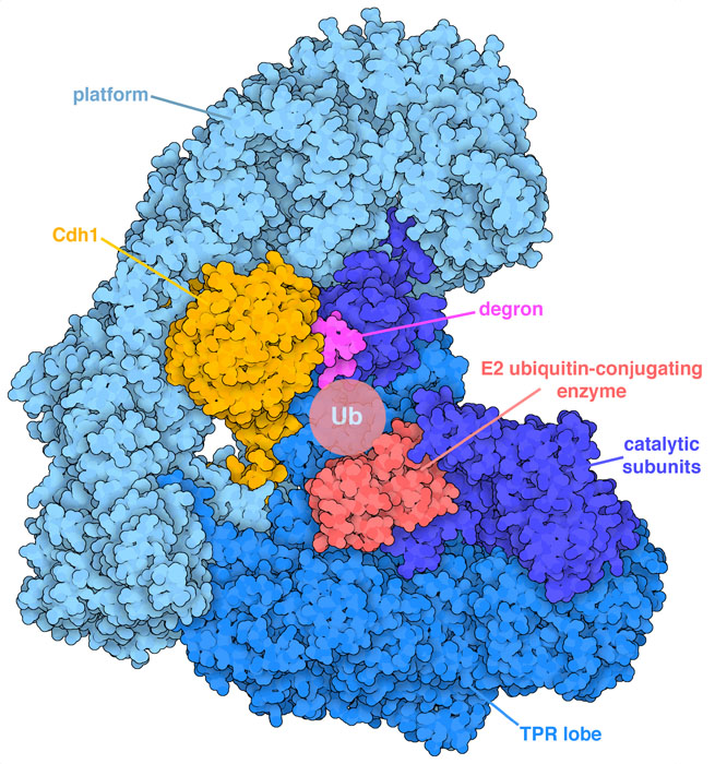 APC/C, with three functional regions in different shades of blue, is bound to adapter protein Cdh1 (orange), the degron portion of a target protein (magenta), and an E2 ubiquitin-conjugating enzyme (red). The approximate location of ubiquitin (Ub), which is bound to the E2 enzyme but is disordered in this cryo-EM structure, is shown schematically. 