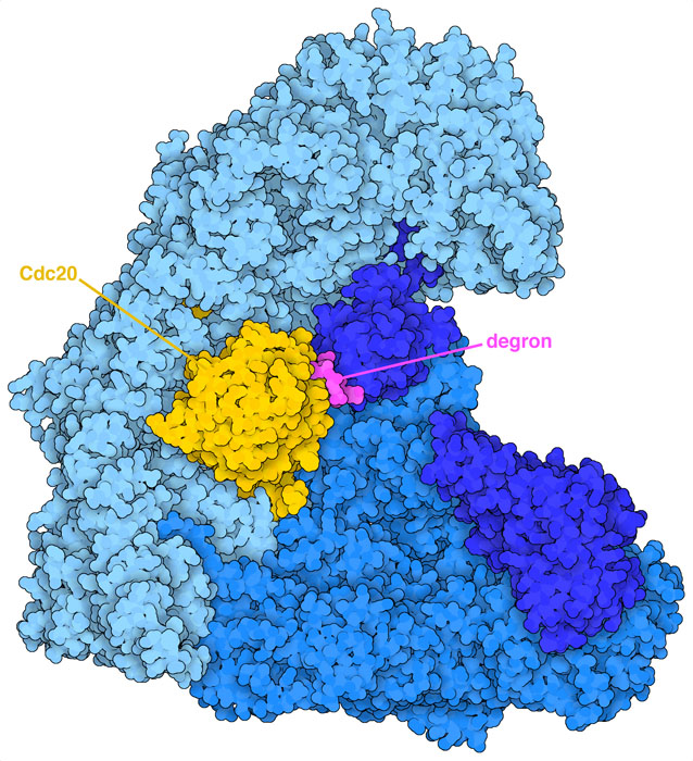 Complex of APC/C with adapter protein Cdc20 (yellow) and a degron peptide (magenta).