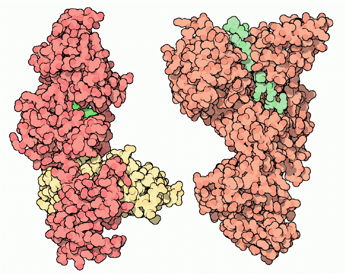 Edema factor (left) bound to ATP (green) and calmodulin (yellow), and lethal factor (right) with a peptide from MAPKK (green).