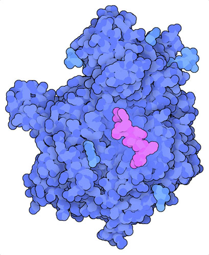 ERAP1 (blue) with a short peptide (magenta) bound inside in the buried active site.