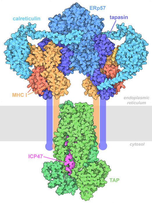 MHC I peptide loading complex. The endoplasmic reticulum membrane is shown schematically in gray. The transmembrane domains of MHC I and tapasin are not included in the structure, and are also shown schematically.