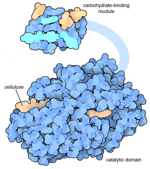 Cel7A from Trichoderma reesei contains a carbohydrate-binding module (top) and a catalytic domain (bottom, with cellulose in tan) connected by a flexible linker. The carbohydrate-binding module contains several tyrosines (turquoise) and glycosylation (tan) that grip the surface of a cellulose fiber.