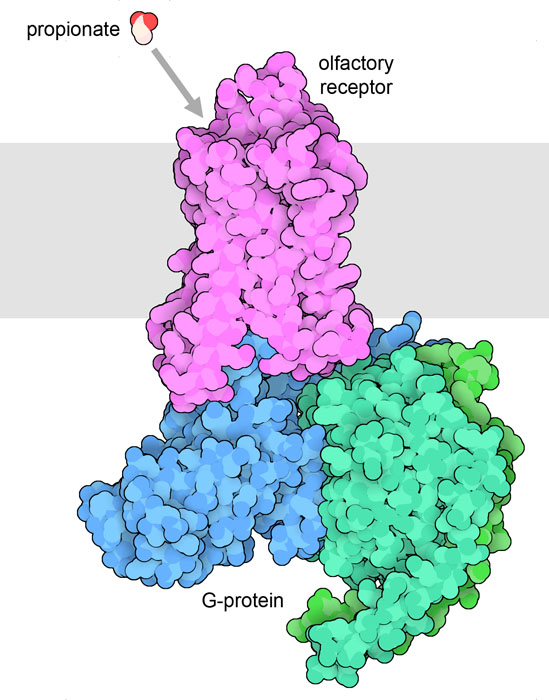 Olfactory odorant receptor (magenta) and G-protein (blue and green). The odorant propionate is shown at the top.