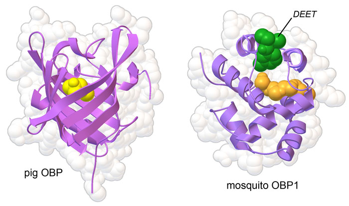 Odorant-binding proteins from pig and mosquito. Molecules bound in the odorant site are in yellow and orange, and the mosquito-repellent DEET is in green.