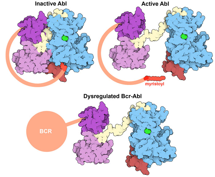 In the normal protein, binding of the myristoyl group to the kinase domain inhibits the activity of the protein until it is needed. Bcr-Abl lacks this autoinhibitory myristoyl group and is continually active. ATP is shown in green bound in the active site of the kinase.