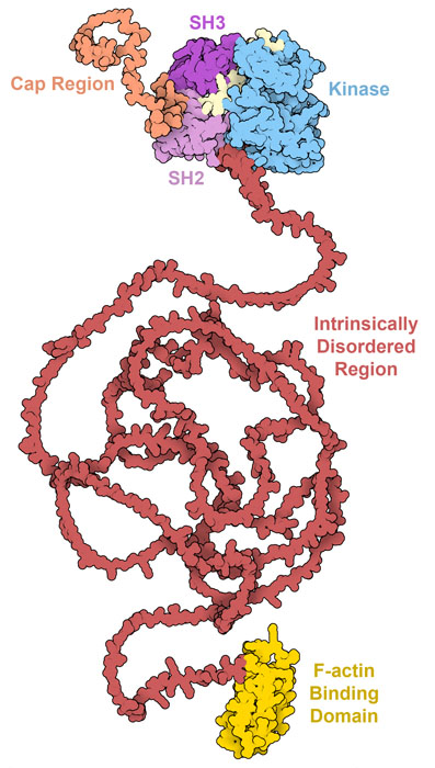 Computed structure model of the entire c-Abl protein. The cap region, SH3 and SH2 regulatory domains, and kinase domains form a well-structured complex on one end of c-Abl. In cells, a myristoyl group is attached to the free end of the cap region. A large intrinsically disordered region connects to the F-actin binding domain at the other end of the chain.