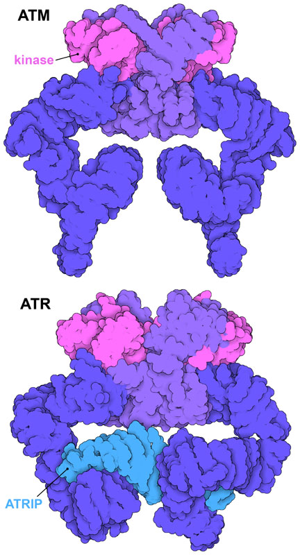 ATM and ATR, with kinase domains in magenta, other domains in shades of purple, and ATR-interacting protein (ATRIP) in blue.