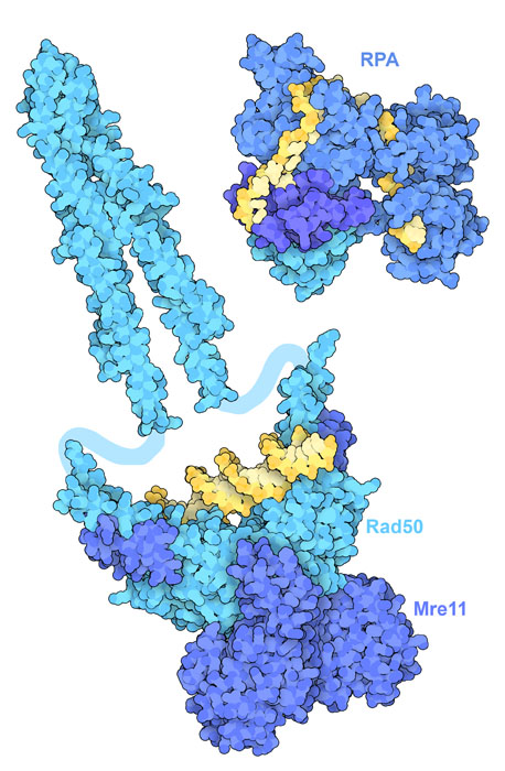 Proteins that sense damaged DNA. Rad50 and Mre11 are bound to a broken double-stranded DNA and replication protein A (RPA) is bound to single-stranded DNA. DNA is shown in yellow.