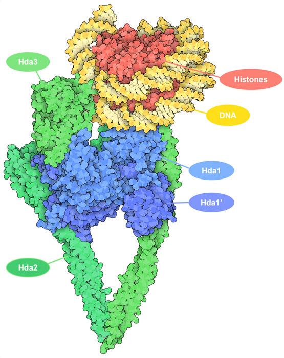 Yeast HDAC complex (green and blue) bound to a nucleosome (histone proteins in red; DNA in yellow).