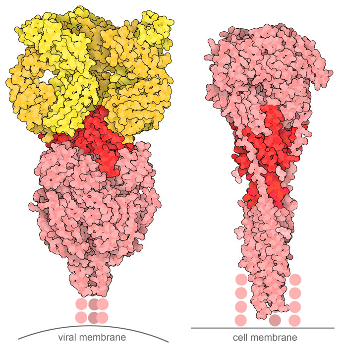 (Left) Prefusion form of RSV fusion glycoprotein bound to antibodies (yellow). The major antigenic sites are in bright red. (Right) Postfusion form.