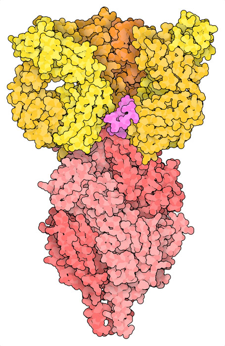Therapeutic antibody nirsevimab (yellow) bound to RSV fusion glycoprotein (three chains in shades of pink, and glycosylation in magenta).
