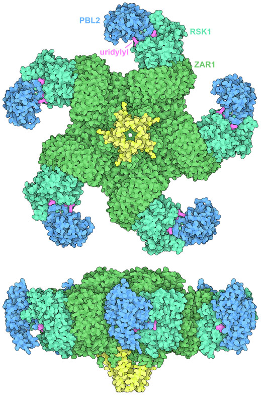 Top and side views of the fully-formed ZAR1 resistosome assembly (PDB ID 6j5t), composed of uridylylated PBL2 (dark blue; uridylyl groups in magenta), RSK1 (turquoise), and ZAR1 (green) subunits. The ends of the ZAR1 subunits (yellow) form a funnel-like protrusion on one side of the assembly.