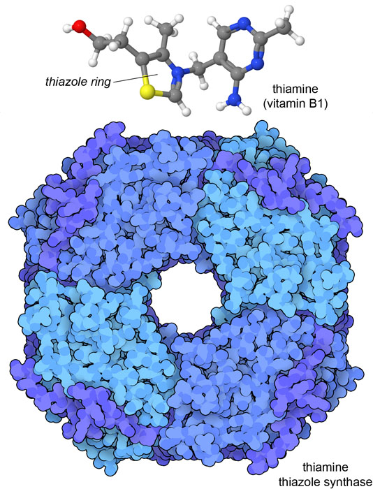 The thiazole ring of  vitamin B1 (thiamine) is built in yeast and plants by the enzyme thiamine thiazole synthase.