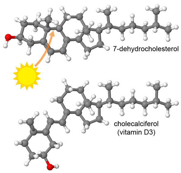 Sunlight converts a form of cholesterol (top) into vitamin D3 (bottom).