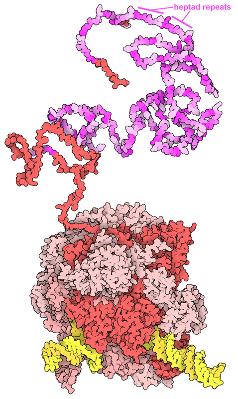 RNA polymerase II with the heptad repeats of RPB1 shown in shades of magenta.