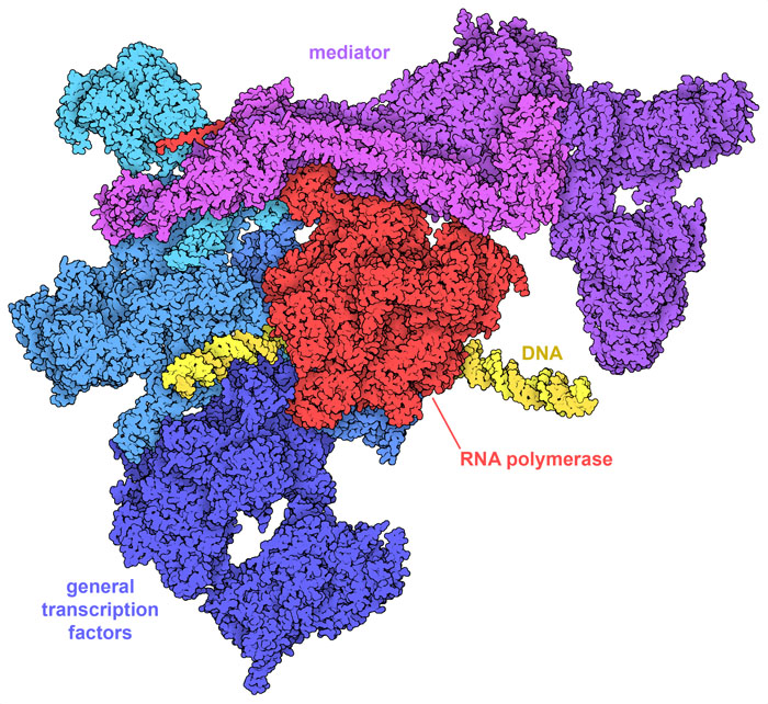 Pre-initiation complex of Mediator, RNA polymerase II, DNA and general transcription factors.