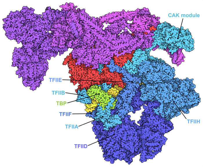 The pre-initiation complex viewed from the opposite side, showing the location of the general transcription factors.