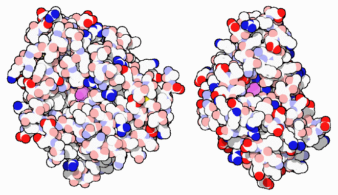 D-alanyl-D-alanine peptidase (left) and beta-lactamase (right).