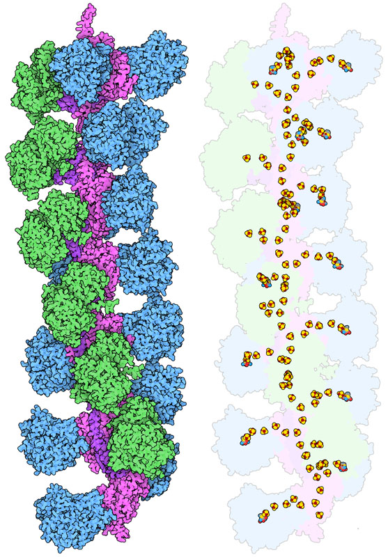 Filament of HDCR (hydrogen-dependent carbon dioxide reductase). Two types of enzymatic subunits, HydA2 (blue) and FdhF (green), are connected by nanowire subunits (magenta and purple). The picture at right shows the iron-sulfur cofactors that carry electrons between the proteins, forming a continuous nanowire inside the filament.