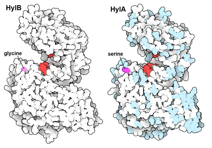 Two related bacterial hyaluronate lyases. The catalytic amino acids are shown in red, and differences in the amino acid sequence are shown in blue on HylA. One particular amino acid, shown in magenta, has been found to control the different types of hyaluronan fragments produced by the enzymes.