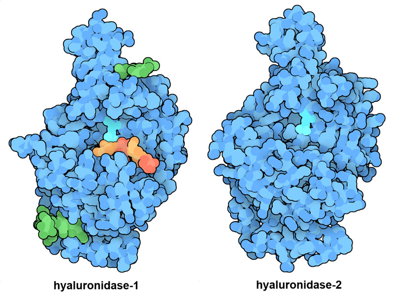 Human hyaluronidases. The catalytic glutamate amino acid is shown in brighter turquoise and two sites of glycosylation are shown in green in hyaluronidase-1. A short four-sugar fragment of hyaluronan is shown based on a similar enzyme from bee venom (see below). This fragment is the final product of the cleavage reaction. Hyaluronidase-2 is shown from a computed structure model.
