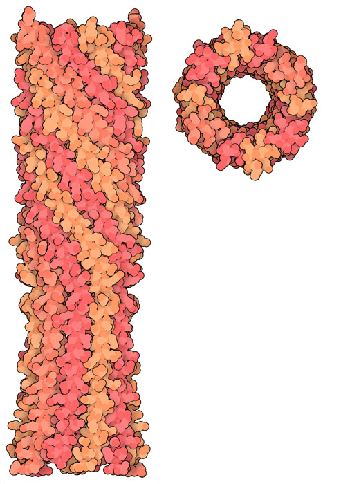 Tube-forming domain of phiX174 H protein.