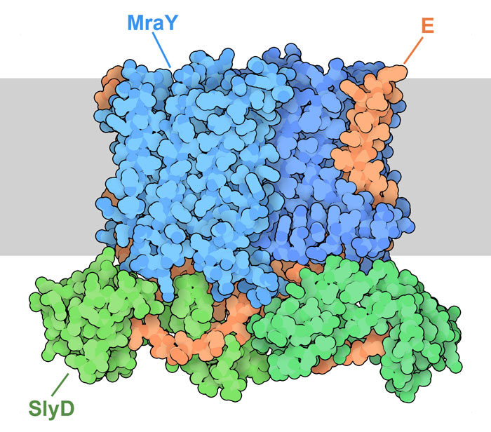 YES complex composed of MraY (blue), phiX174 E protein (orange), and SlyD (green). The inner membrane of the bacterium is shown schematically in gray.