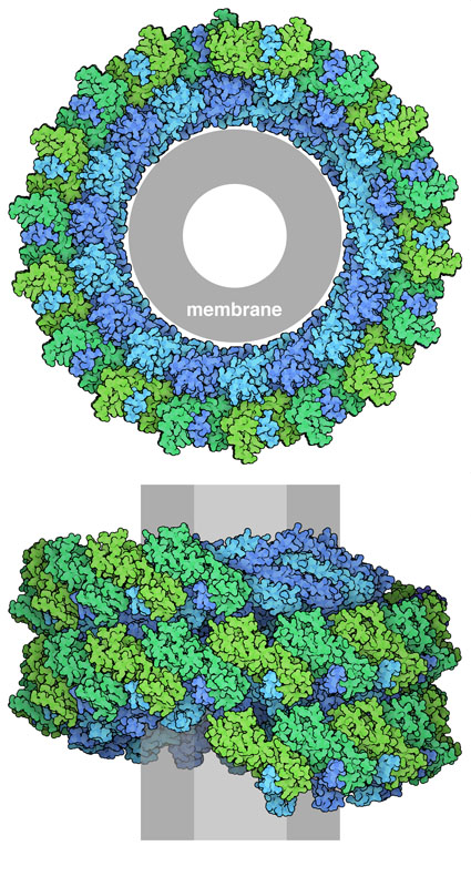 Helical filament of ESCRT-III proteins CHMP1B (blue) and IST1 (green). The membrane is shown schematically in gray.