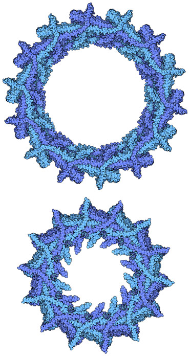 VIPP1 in two helical assemblies, with 18-fold symmetry at the top and 14-fold symmetry at the bottom. 