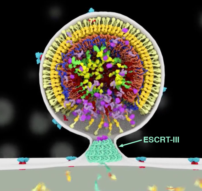 Frame from an animation of HIV-1 budding from the surface of an infected cell. ESCRT-III is depicted in turquoise.