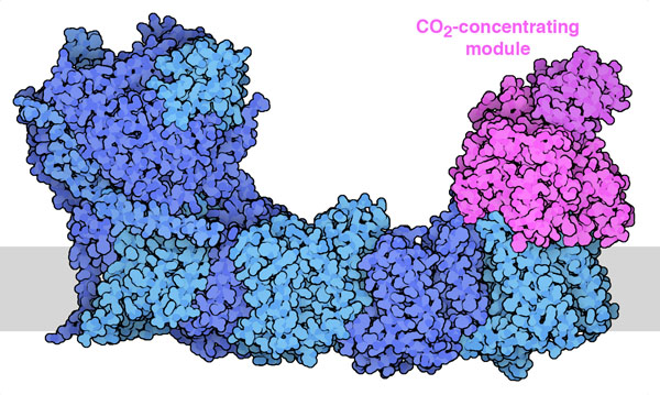 NDH-1MS with the CO2-concentrating module in magenta. The membrane is shown schematically in gray.