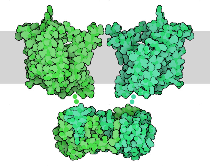 Bicarbonate transporter BicA. The membrane is shown schematically in gray.