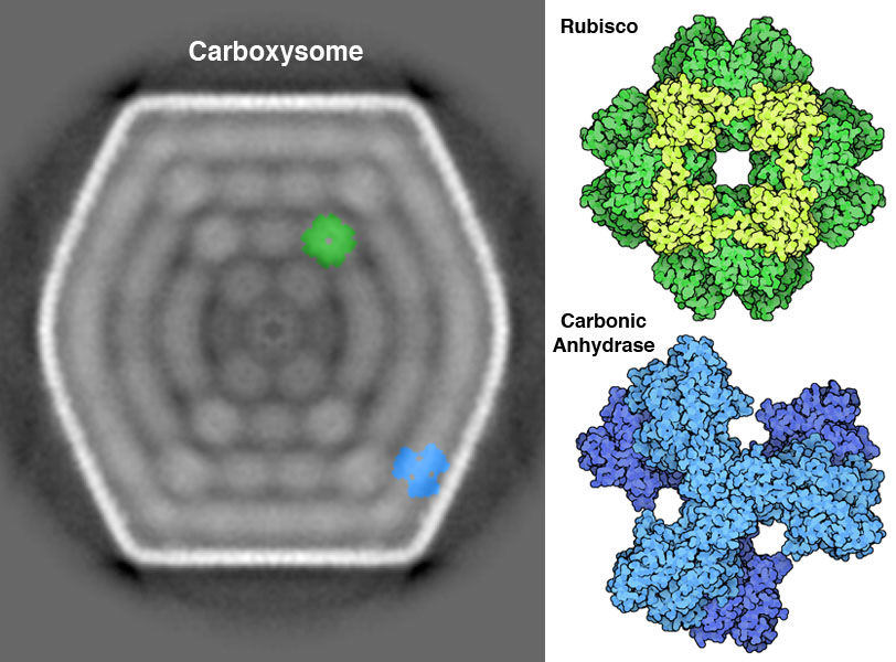 (Left) Slice from an electron tomogram of a carboxysome. (Right) Atomic structures of Rubisco and carbonic anhydrase from cyanobacterial carboxysomes.