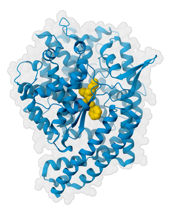 Complex of one ACE domain (blue) with the blood pressure drug lisinopril (yellow).