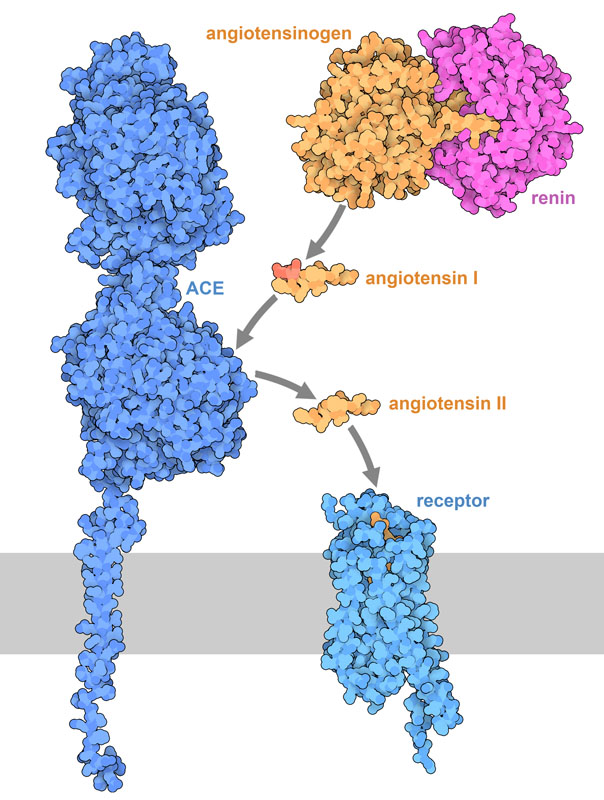 Signaling pathway of angiotensin. The cell membrane is shown schematically in gray.