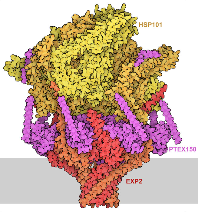 PTEX core complex. The parasite membrane is shown schematically in gray. Note that some of PTEX150 is not resolved in this structure, so there are several disconnected segments in the structure.