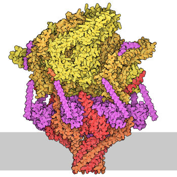 RCSB PDB Molecule of the Month