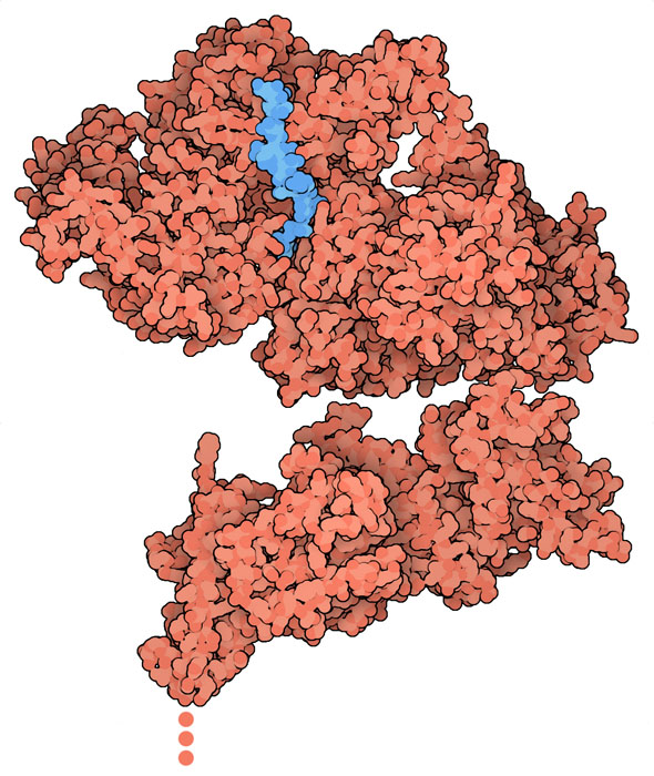 VAR2CSA (red) and a small piece of its target molecule chondroitin sulfate A (blue). VAR2CSA is attached to the surface of a red blood cell with a transmembrane segment, not included in the structure. 