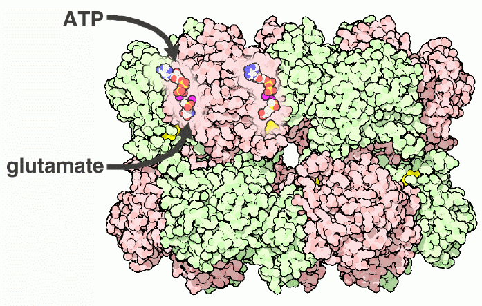 Active sites of glutamine synthetase.